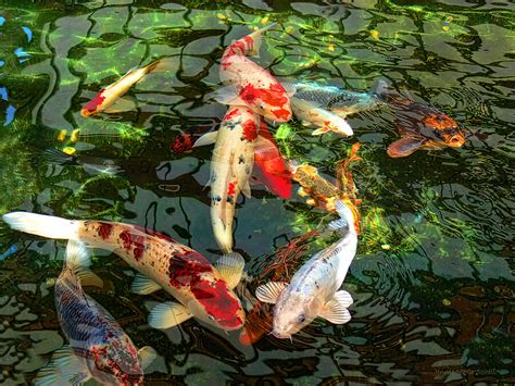 Koi Carp Pond Fish: An In.